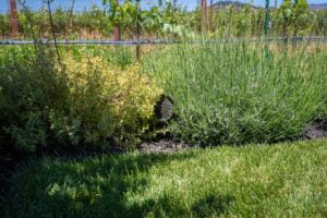 Sonance Sonarray Landscape Speaker hiding in the bushes.